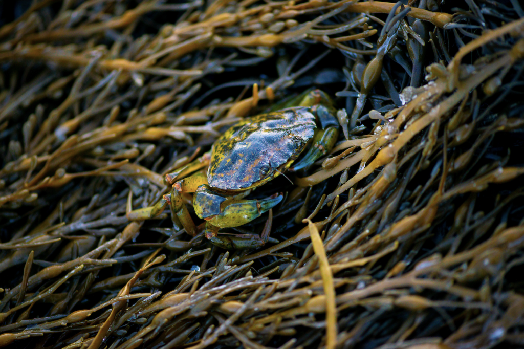 Green crab sits on a bed of rockweed.